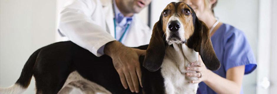 Лечение собак в ветеринарной клинике Мос-Вет 24 - Выхино